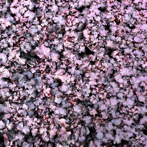 Heuchera hybrid 'Obsidian' pbr