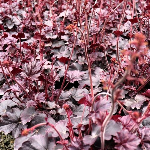 Heuchera hybrid 'Obsidian' pbr