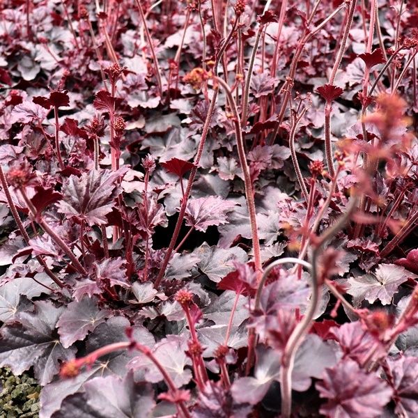 Heuchera hybrid 'Obsidian' pbr