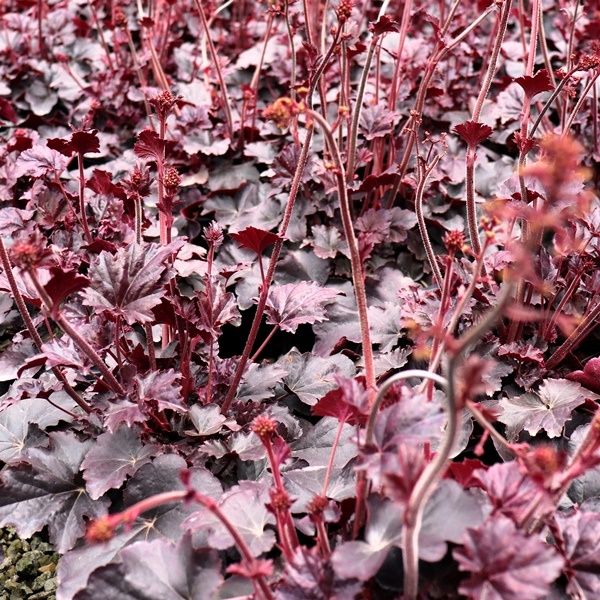 Heuchera hybrid 'Obsidian' pbr