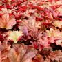 Heuchera hybrid 'Peach Flambé' pbr