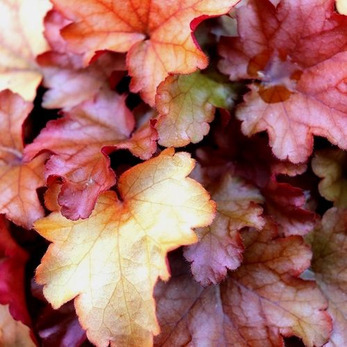 Heuchera hybrid 'Peach Flambé' pbr