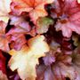 Heuchera hybrid 'Peach Flambé' pbr