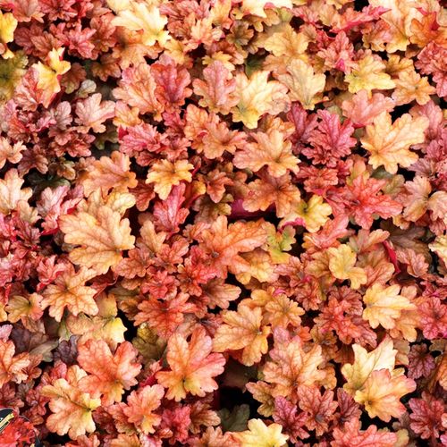 Heuchera hybrid 'Peach Flambé' pbr