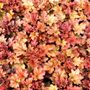 Heuchera hybrid 'Peach Flambé' pbr