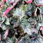 Heuchera hybrid 'Peppermint Spice'