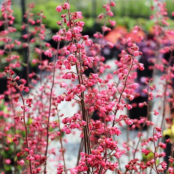 Heuchera hybrid 'Peppermint Spice'