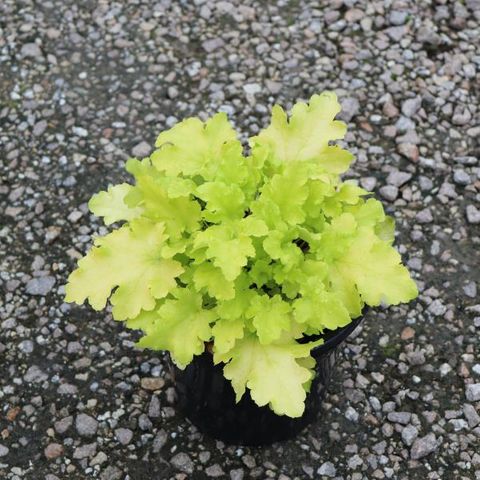 Heuchera 'Lime Marmalade'