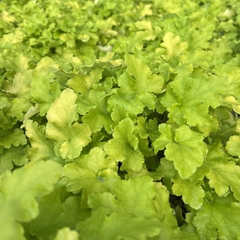 Heuchera 'Lime Marmalade'