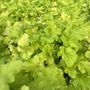 Heuchera 'Lime Marmalade'