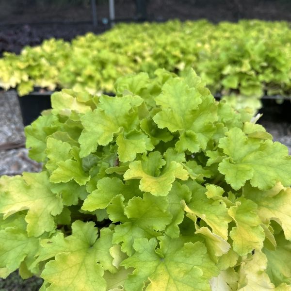 Heuchera 'Lime Marmalade'