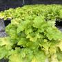 Heuchera 'Lime Marmalade'