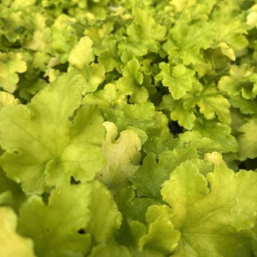 Heuchera 'Lime Marmalade'