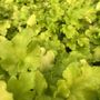 Heuchera 'Lime Marmalade'