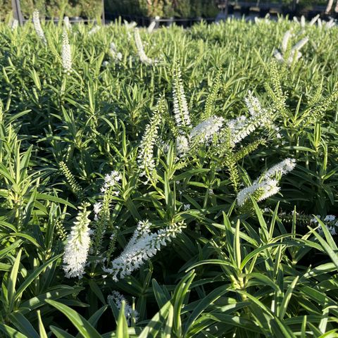 Hebe headfortii 'Snowdrift'