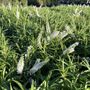 Hebe headfortii 'Snowdrift'