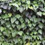 Hedera canariensis