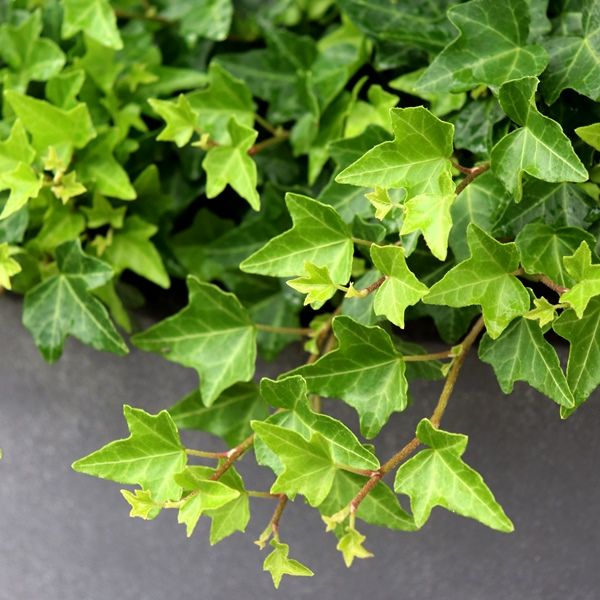 Hedera helix 'Pittsburgh'