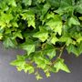 Hedera helix 'Pittsburgh'