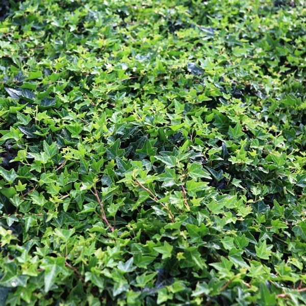 Hedera helix 'Pittsburgh'