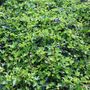 Hedera helix 'Pittsburgh'