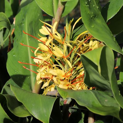 Hedychium gardnerianum