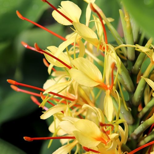 Hedychium gardnerianum