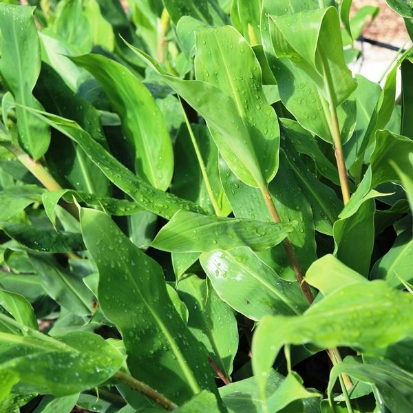 Hedychium gardnerianum