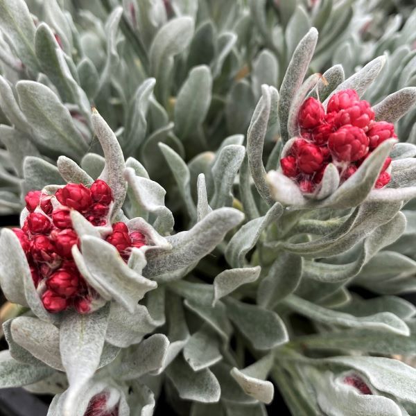 Helichrysum amorginum 'Red Jewel'