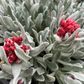Helichrysum amorginum 'Red Jewel'
