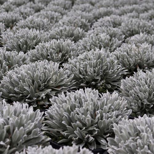 Helichrysum amorginum 'Red Jewel'