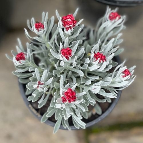 Helichrysum amorginum 'Red Jewel'