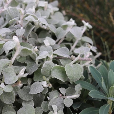 Helichrysum petiolare