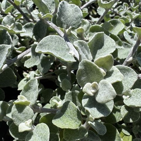 Helichrysum petiolare