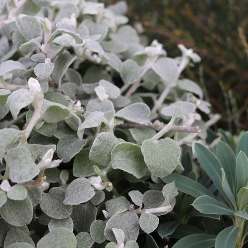 Helichrysum petiolare