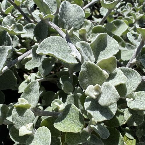 Helichrysum petiolare