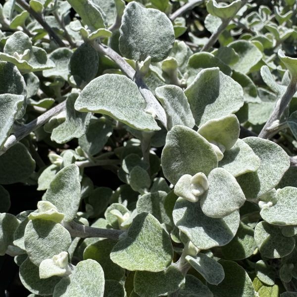 Helichrysum petiolare
