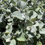 Helichrysum petiolare