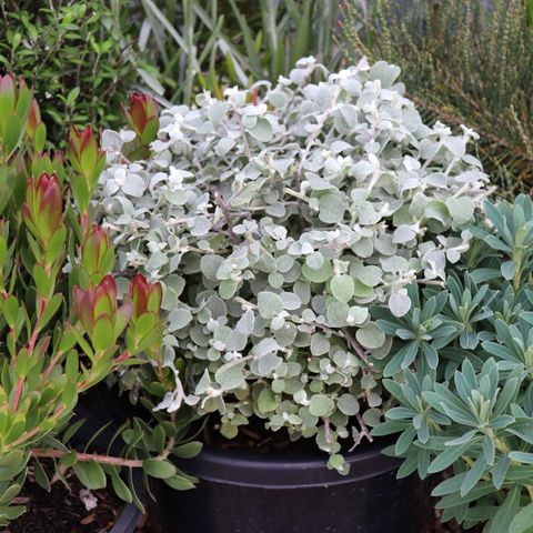 Helichrysum petiolare Ball