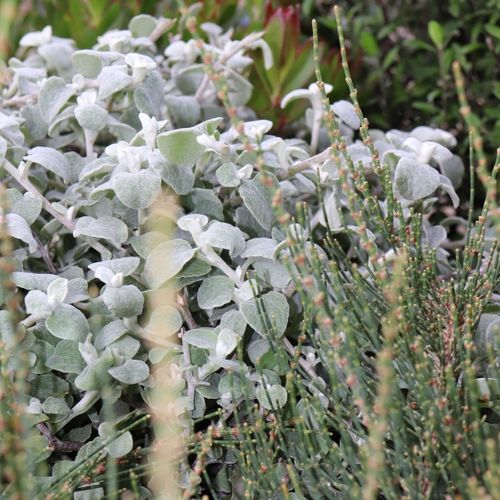 Helichrysum petiolare Ball