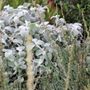 Helichrysum petiolare Ball