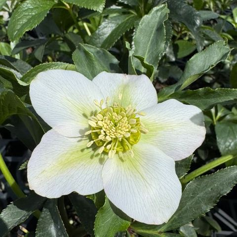 Helleborus orientalis 'White Duchess'