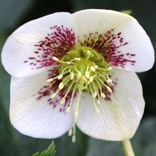 Helleborus orientalis Alba