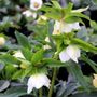 Helleborus orientalis Alba