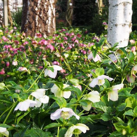 Helleborus orientalis assorted