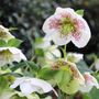 Helleborus orientalis assorted