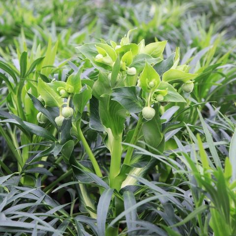 Helleborus foetidus