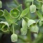 Helleborus foetidus