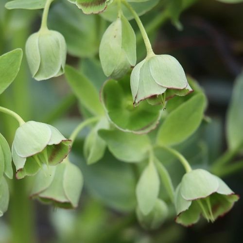 Helleborus foetidus