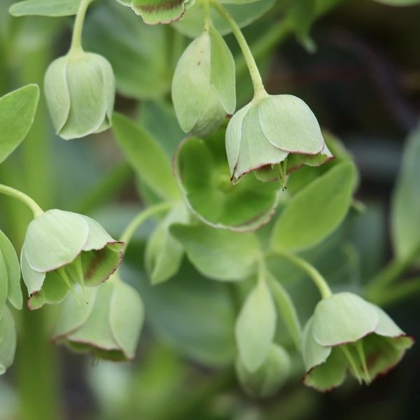 Helleborus foetidus